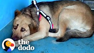 Rescue Dog Hides In The Corner Until The Right Person Comes Along The Dodo Faith Restored