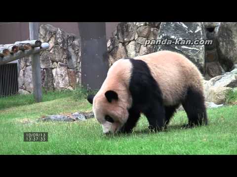 Видео: Тази бебешка панда се нуждае от име, а японският парк Вакаяма иска да помогнете