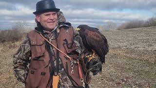 Falconry in Kentucky with Bullet the Harris Hawk