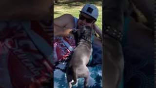 Blue Staffy Teething