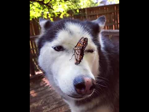 Husky Has Adorable Reaction to Butterfly Landing on Her Nose