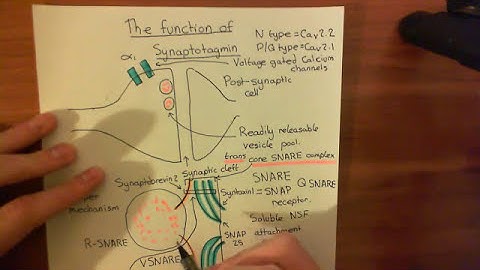 Synaptotagmin Part 3