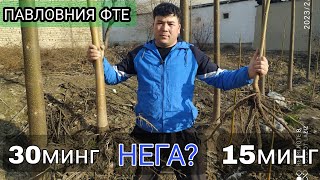 #павловния Paulownia ФТЕ ГИБРИД НИХОЛДАН 2 йилда  40 см СЕМИРДИ.