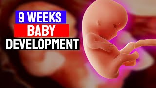 Your Baby's Development at 9 Weeks Pregnant: From Cherry-Sized to Human-Looking