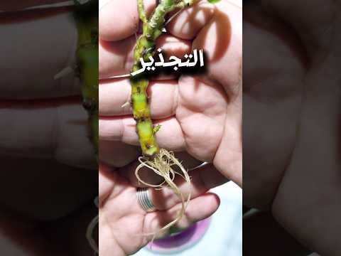 أسهل شروط تجذير العقل في الماء في المنزل زراعة