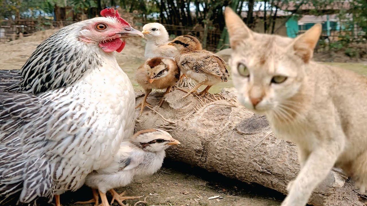 Murgi ke bacchon ko Billi Se kaise bachayen 