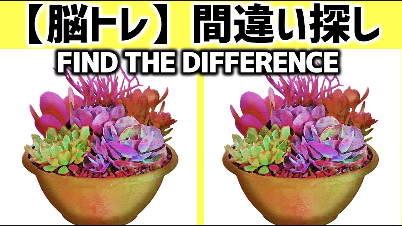 脳トレ 間違い探しクイズ 多肉植物編 全5問 69 5 Questions In Total Can You Find All The Differences In 90 Seconds Brain Mind 楽天ブログ