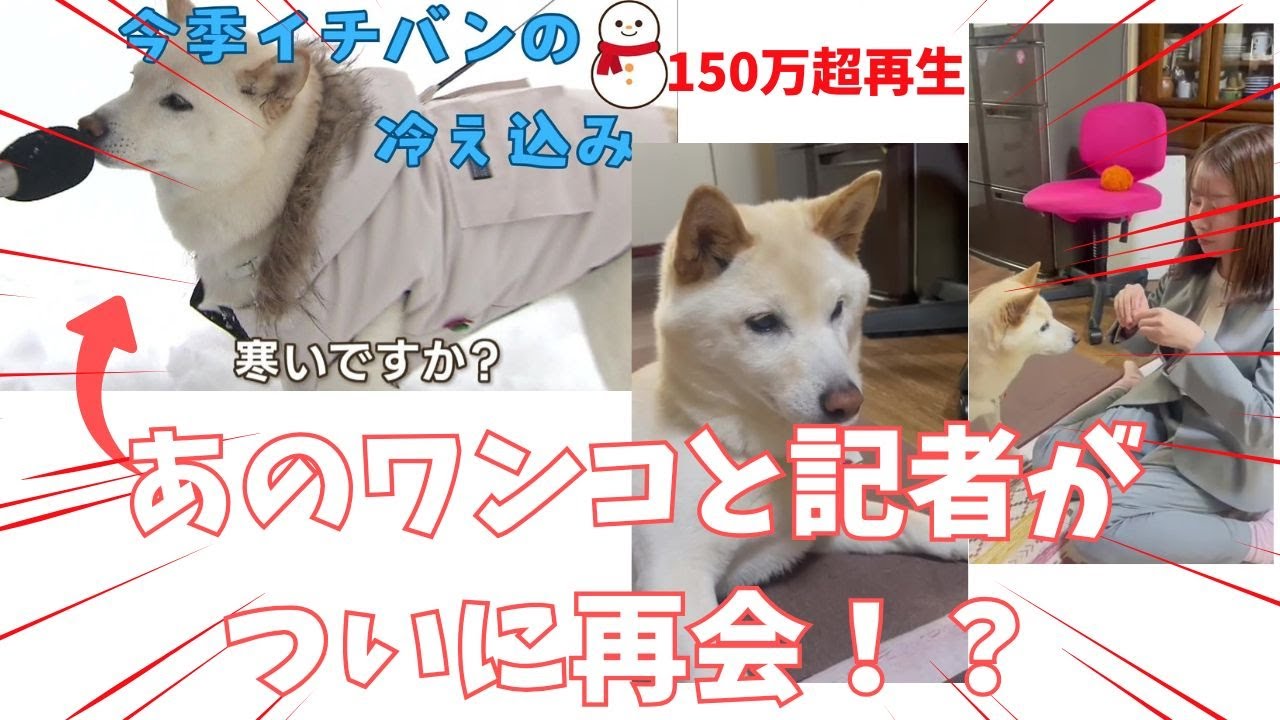 SODANE - 再生回数154万回超！あの〝バズリ犬〟と記者が再会！多彩な芸