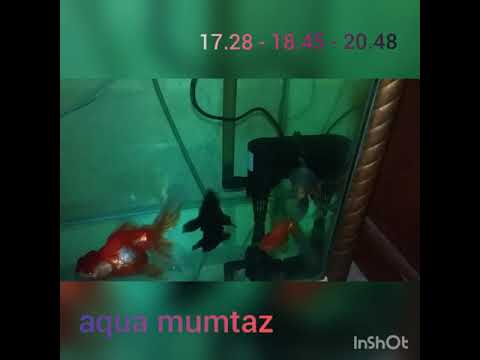 cara mengobati ikan mas koki berenang terbalik (swimblader) full movie
