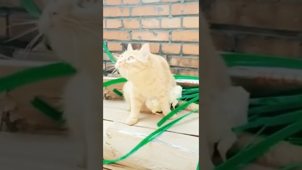 CAT PROTECTING BABY CHICKS FROM CROWS