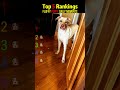 Fluffy puppy daily moments #dog #funny #pets #happy #cutedog #joyful #doglife #cute #like #puppy