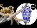 Mutated neuroreceptor lets octopuses taste with their arms