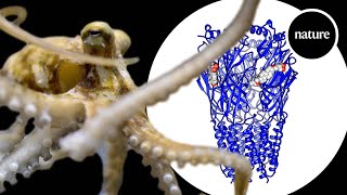 Mutated neuroreceptor lets octopuses taste with their arms