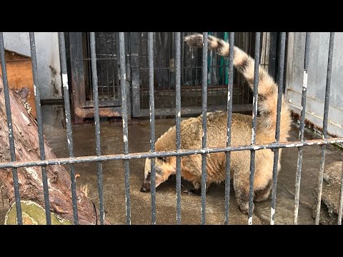 宇都宮動物園　アカハナグマ　2023.11 キャンピングカーの旅　車中泊　トヨタコースター4WD