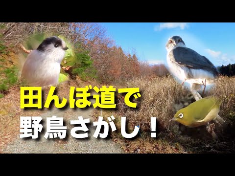 田んぼ道で野鳥を探そう！よく何かを食べているみたい