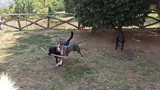 NOA  Blue Amstaff  La crescita