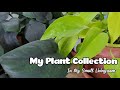 Houseplant Tour 2021 | 100+ Plants In My Small Livingroom!