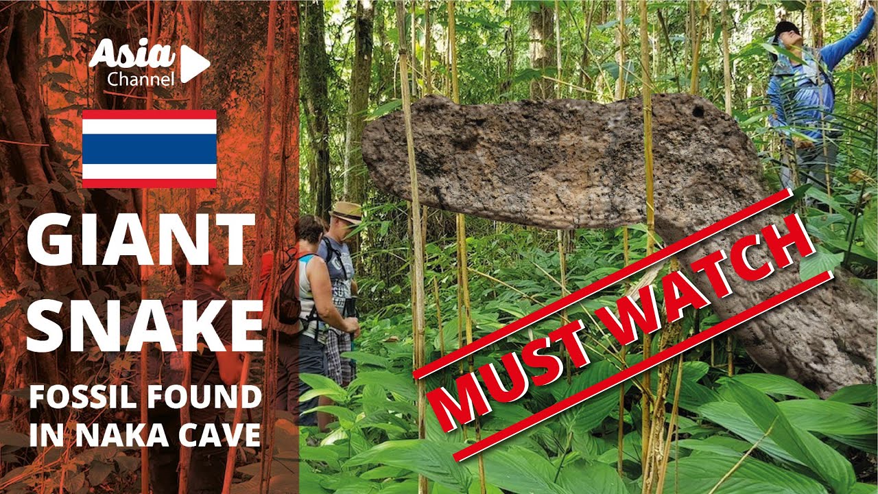 Mysterious Giant Snake At Naka Cave In Thailand Mysterious Giant Snake At Naka Cave In Thailand