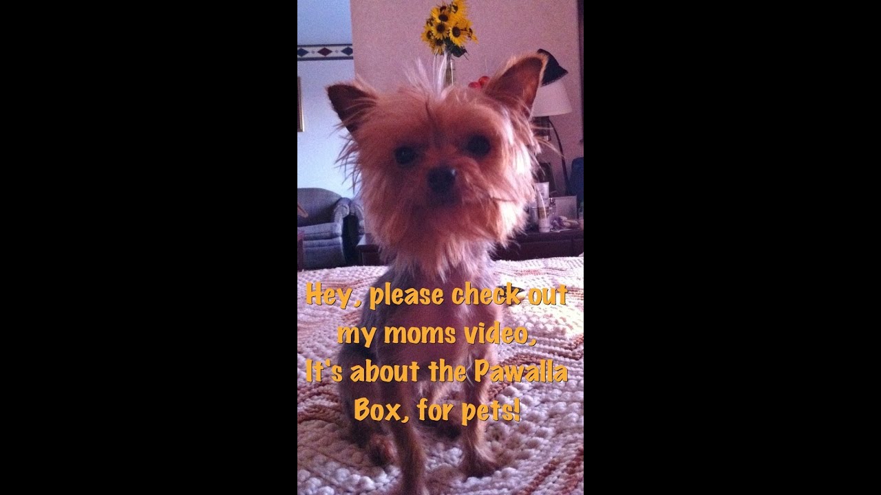 Pawalla Box (kinda review) contents and some info!