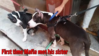Mafia apanee sister se pahalee baar mila ? | Mafia The Pitbull Dog