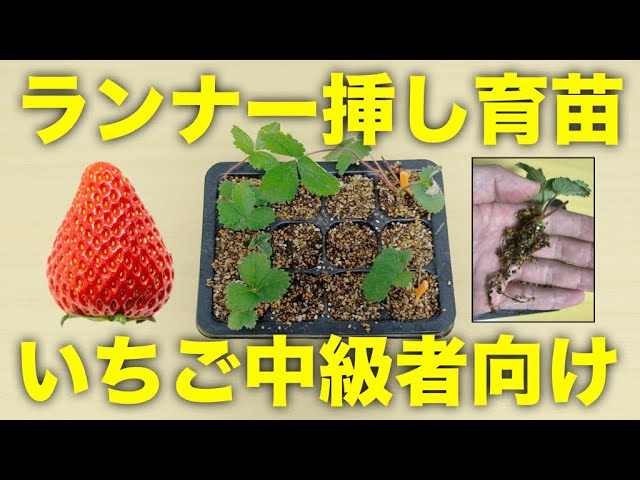 いちごの苗作り イチゴのランナー挿し育苗の方法 挿し苗で苗を増やすコツ Youtube