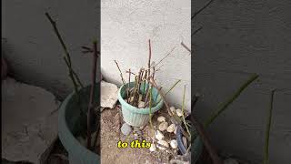 Bougainvillea repotting and medium cuttings propagation #bougies #bougainvillea #propagation