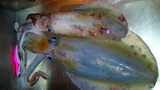 pêche au calamar Réunion 974. squid fishing saison 2015 shore eging