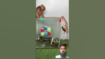 The little Monkey Grabbed the mouse and ran away #subscribe Now My YouTube channel