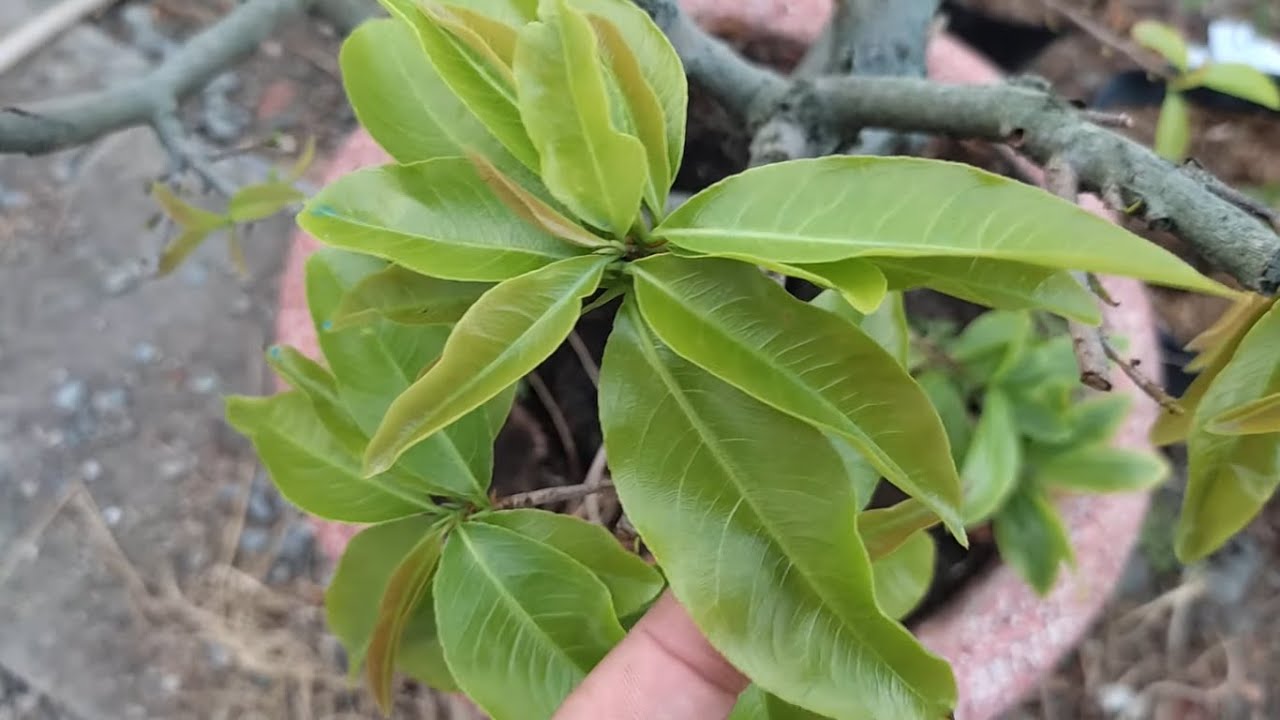 Mai ra tược sau xã tàn nhưng bị quéo đọt, cong lá cách ngăn chặn và xử lý quéo đọt | Nét Việt