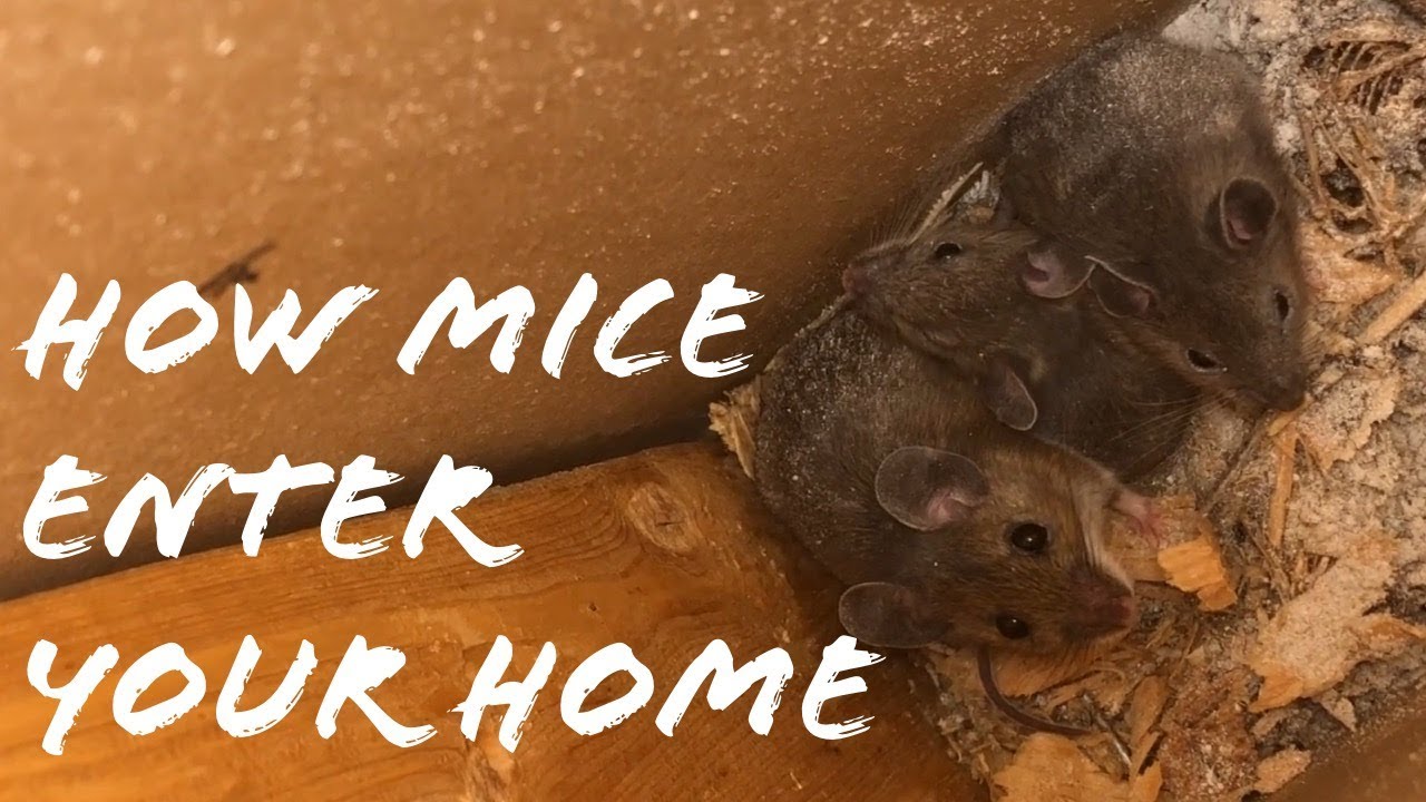 mice in my living room