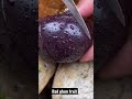 Red Plum Fruit Shorts Red Plum Fruit Shorts