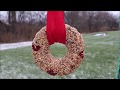 DIY Birdseed Wreath ~ Feeding the birds DIY Birdseed Wreath ~ Feeding the birds