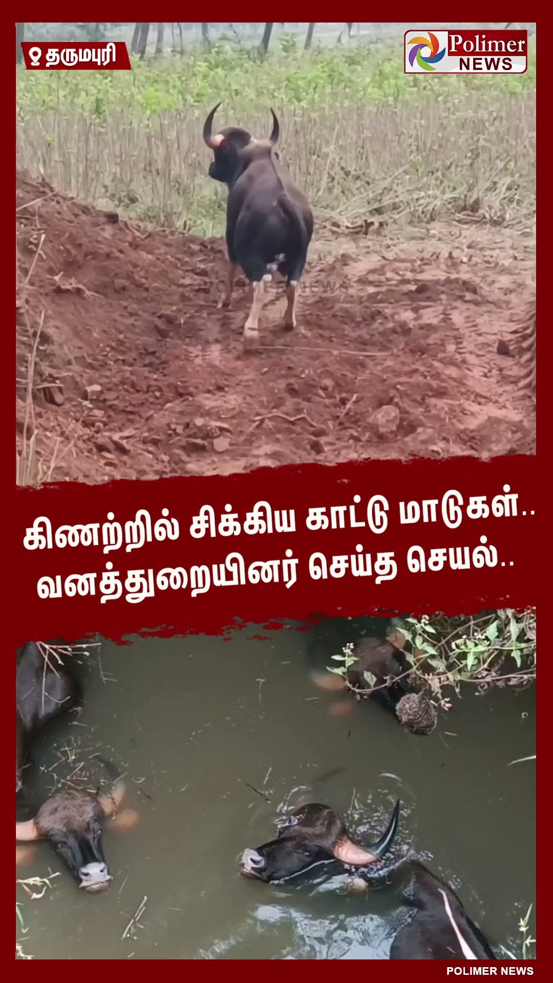கிணற்றில் சிக்கிய காட்டு மாடுகள்.. வனத்துறையினர் செய்த செயல்..  #shorts