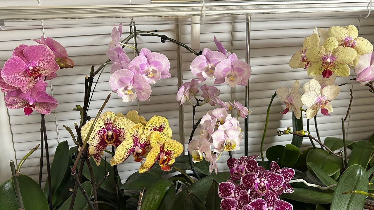 Орхидейки цветут и радуют💐🌺🌼😊