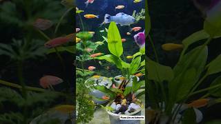 Beautiful Goldfish Aquarium🐠🐋🐟 #shorts
