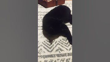 Stray rescue cat tries cat nip for the first time