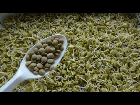 How to Sprout Lentils - Cheap Easy and Quick Method