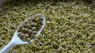 How to Sprout Lentils - Cheap Easy and Quick Method