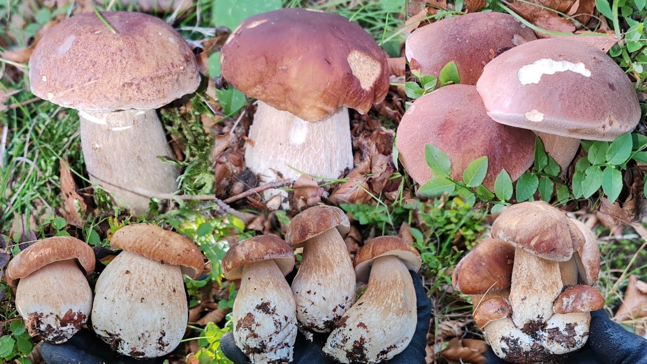 โอ้โห​!!ส่องไฟฉายหา​เห็ด​ได้ดอกอวบๆทั้งนั้น​.​Ep96/2025