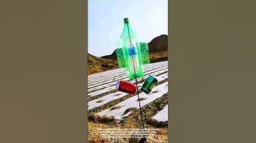 DIY Bird Deterrent Using Household Items