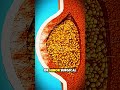 medicalanimation #3danimation #medicaleducation #healthcare #fyp