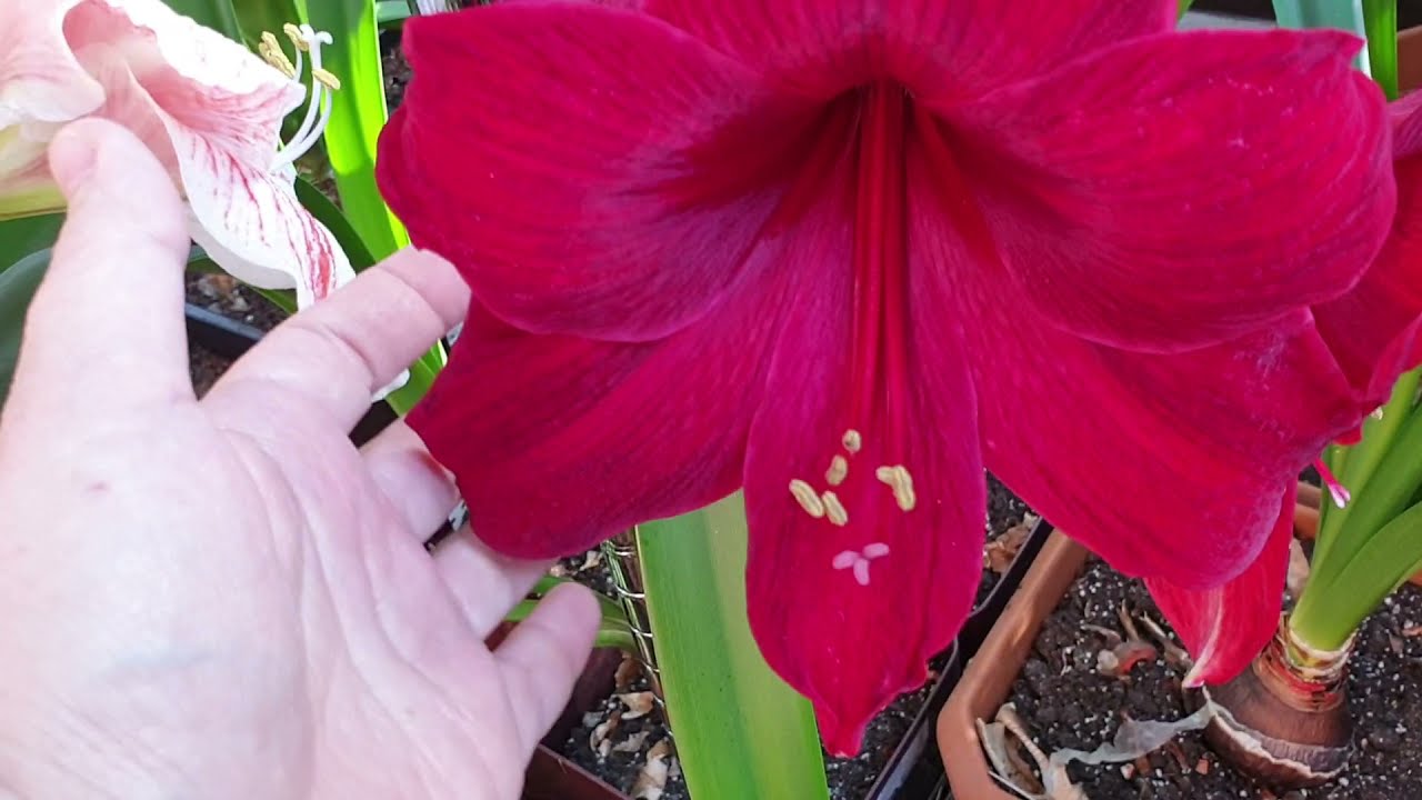 новые цветущие гиппеаструмы 17 апреля 2021