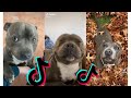  funny and cute staffordshire bull terrier dogs and puppies tiktok compilation 