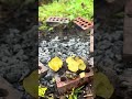 Şiddetli Yagmurda Patates Közleme  Roasting Potatoes in Heavy Rain