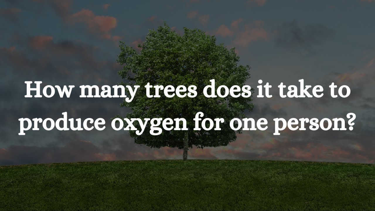 How Many Trees Does It Take To Produce Oxygen For One Person?