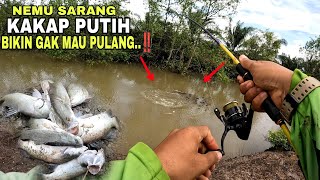 NEMU SARANG KAKAP PUTIH DI SPOT BARU BIKIN GAK MAU PULANG MANCING BOSS KU