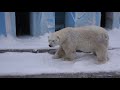 zoo nsk  Кай выспался и убрал снег в вольере  10 01 2021