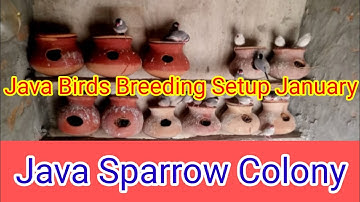 Java Bird l Java Sparrow Breeding Season Progress l Silver Java l Fawn Java l White java