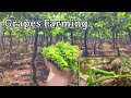 Grapse farming maharashtra famous grapes world best quality grapes from nashik vines farming