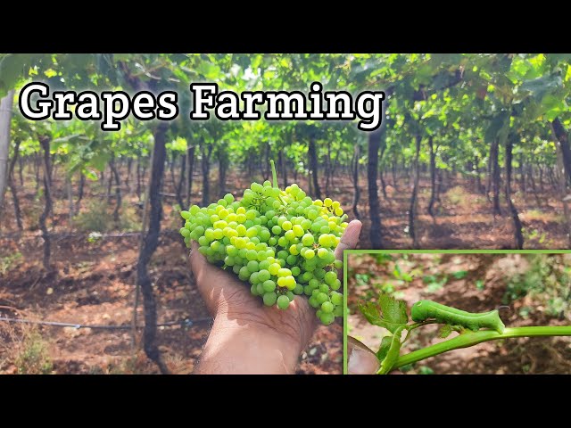 #Grapse Farming🍇 Maharashtra famous Grapes.. World Best Quality Grapes From Nashik #vines #farming class=